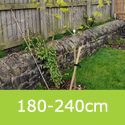 Acer Platanoides Drummondii Variegated Norway Maple Half Standard 180-240cm